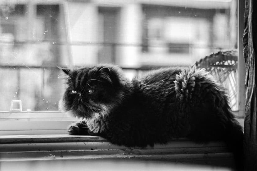 Image 4 du portfolio