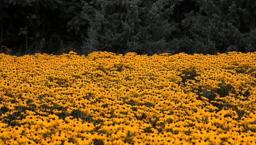 Image 11 du portfolio